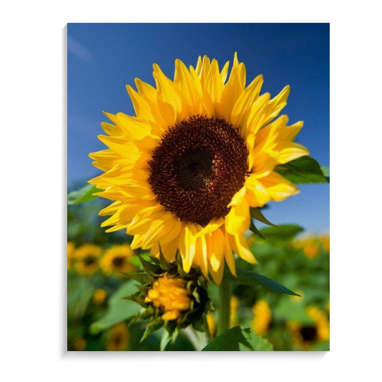 Amazon | ひまわり 数字油絵 植物の写真 太陽の光 数字キット